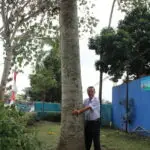 in 2013, one of Malaysian business partner visited Serayu group's plantation area with a 4-year-old tree on the picture