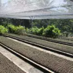 one of Serayu group's seedling area - 2013